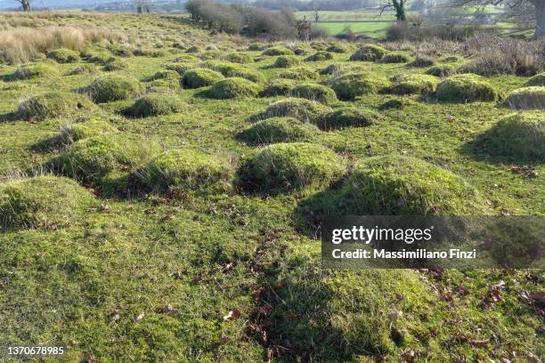 lumpy bumpy lawn or soil bumps - bumpy stock pictures, royalty-free photos & images