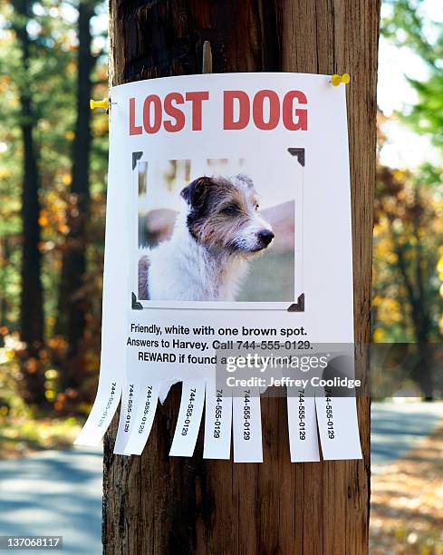 lost dog poster - missing fotografías e imágenes de stock