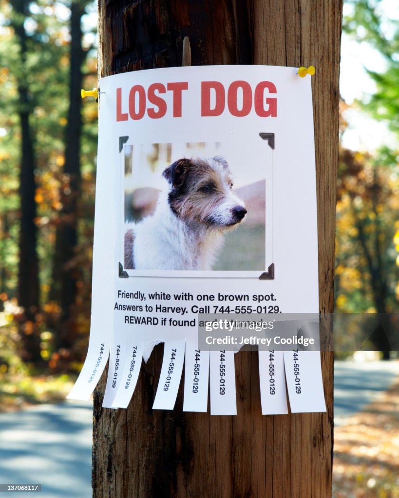 Lost Dog Poster