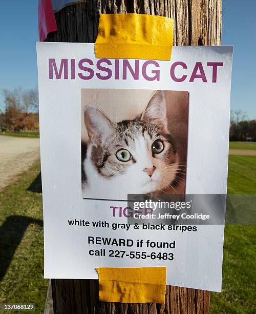 missing cat poster - 迷路 個照片及圖片檔