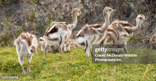 67 Lesser Rhea Stock Photos, High-Res Pictures, and Images - Getty Images