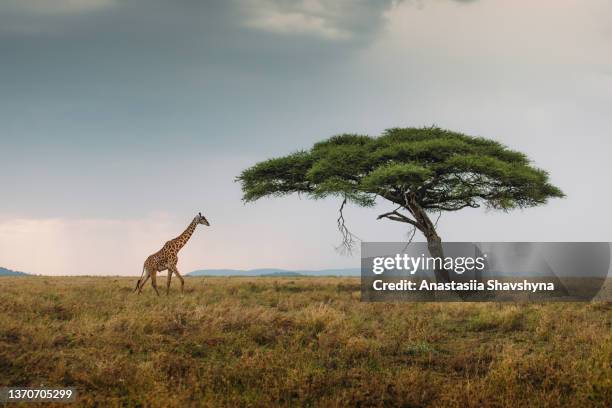 jirafa se encuentra con la espectacular puesta de sol en el parque nacional del serengeti, tanzania - jirafa fotografías e imágenes de stock