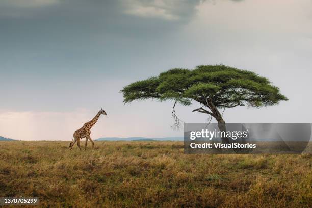 la girafe rencontre un coucher de soleil spectaculaire au parc national du serengeti, en tanzanie - savane photos et images de collection