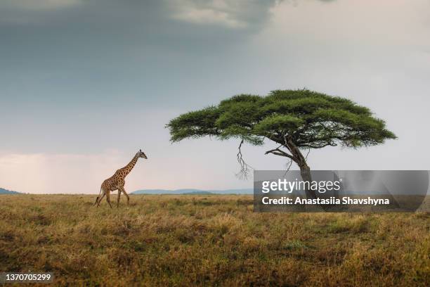giraffe meets dramatic sunset at serengeti national park, tanzania - appear bildbanksfoton och bilder
