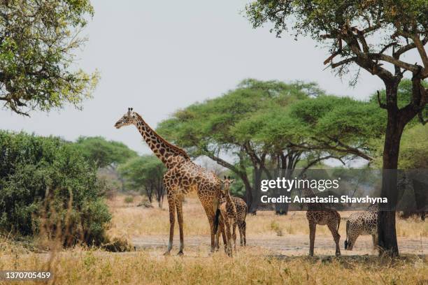 scenic african savannah landscape with herd of giraffes under the tree - tarangire national park stockfoto's en -beelden