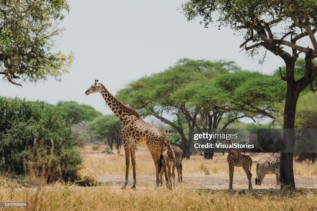 Scenic African savannah landscape with herd of Giraffes under the tree