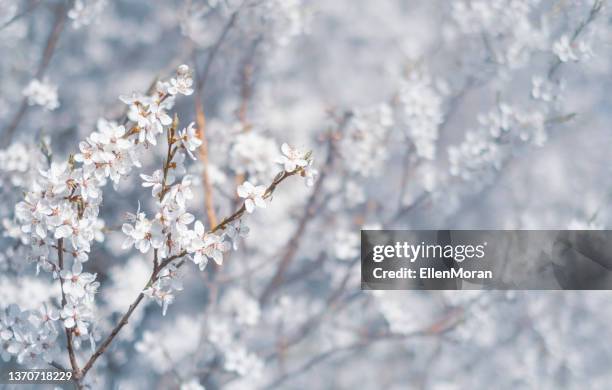 cerezo - cerezos en flor fotografías e imágenes de stock