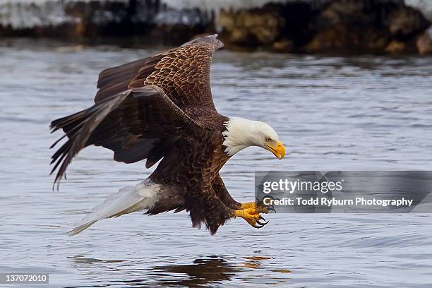 eagle - ave de rapiña fotografías e imágenes de stock