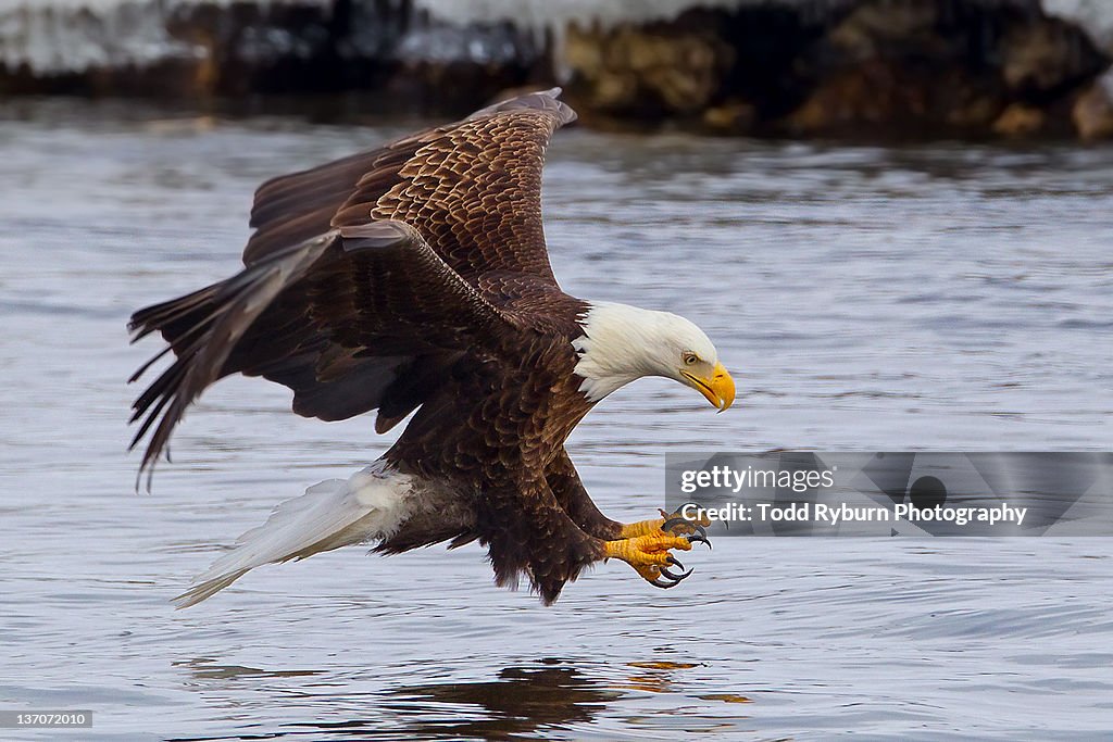 Eagle