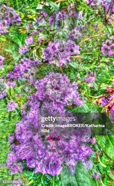 rhododendron (rhododendron aureum), plants, garden creative, alienated flowers, germany - heather stock illustrations