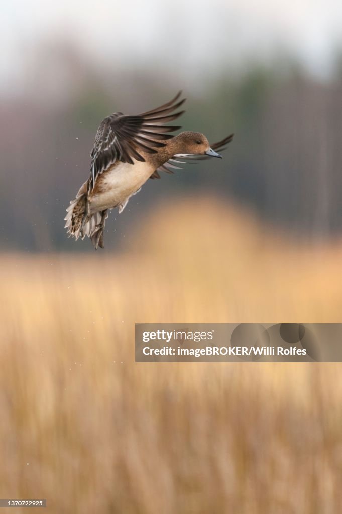 Eurasian wigeon (Anas penelope) in flight, Lembruch, Lower Saxony, Germany