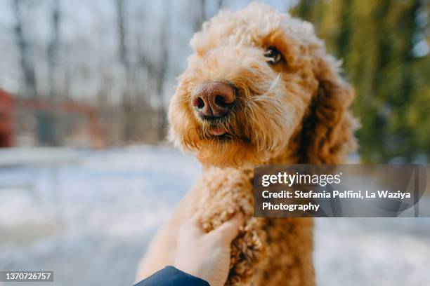 portrait of a goldendoodle dog - curly dog stock pictures, royalty-free photos & images