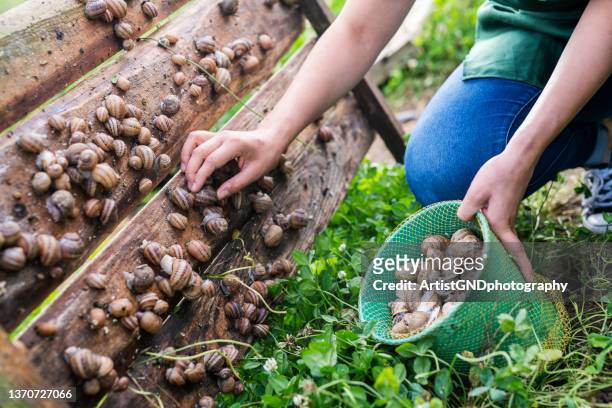 picking snails. - snail stock pictures, royalty-free photos & images