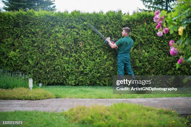professional gardener trimming hedge with power saw. - tesoura grande imagens e fotografias de stock