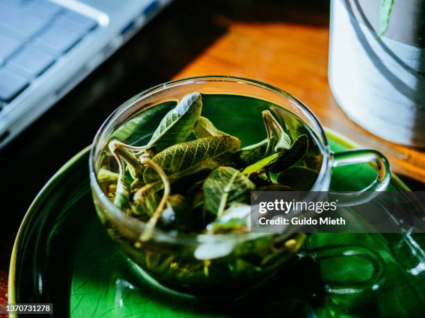 Selavi Tea 288 Salvia Officinalis Tea Stock Photos, High-Res Pictures, and Images ...