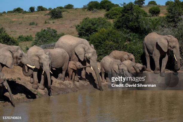 Herd of elephants enjoys a morning drink at a water-hole at the Shamwari Private Game Reserve on February 8, 2022 in Paterson, South Africa....