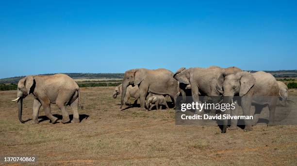 Herd of elephants makes its way to a water-hole at the Shamwari Private Game Reserve on February 8, 2022 in Paterson, South Africa. University of...