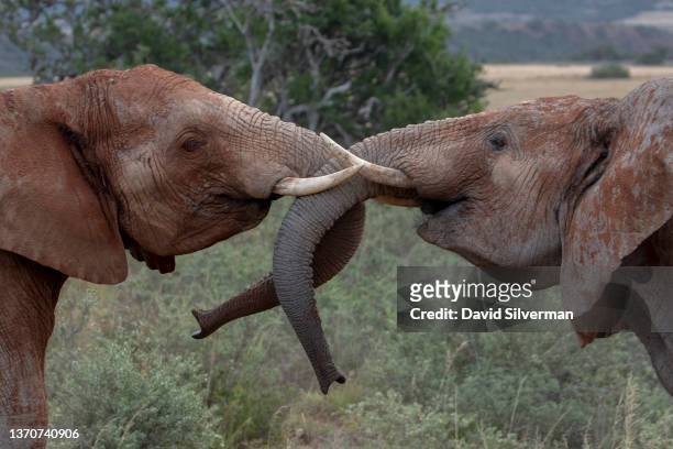 Young male elephants, their bodies coated in dust from their morning dirt shower, engage in play at the Shamwari Private Game Reserve on February 6,...