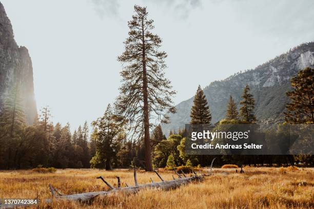 large pine at yosemite valley at yosemite nationalpark - gevelde boom stockfoto's en -beelden