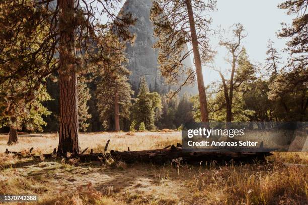 yosemite valley at yosemite nationalpark at golden hour with pine trees - yosemite nationalpark fotografías e imágenes de stock