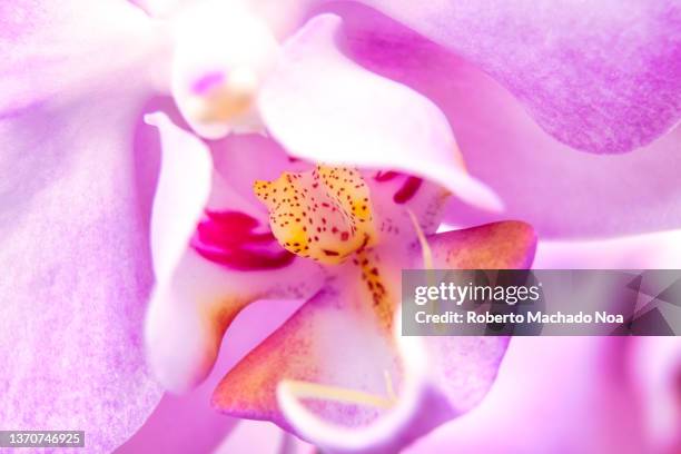 pink orchid flower - pistil stock pictures, royalty-free photos & images