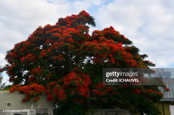 a beautiful flamboyant in bloom reunion island - delonix regia stock pictures, royalty-free photos & images