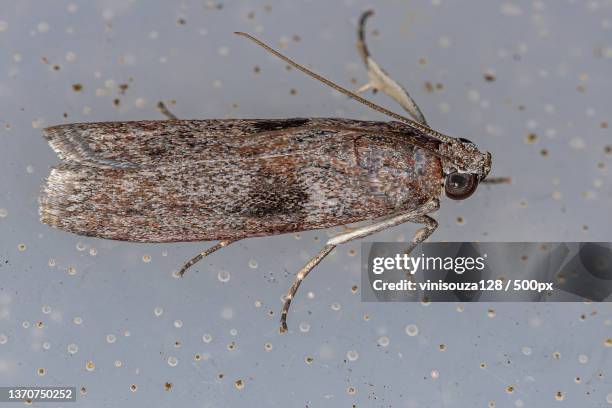 pyralid snout moth,close-up of insect - pyralid moth stockfoto's en -beelden