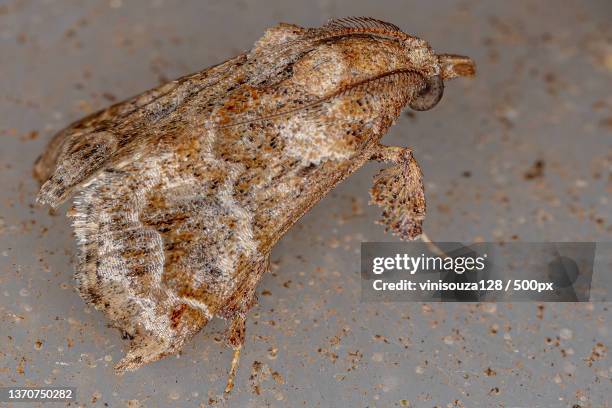 adult scaly-legged pyralid moth,close-up of crab on sand - pyralid moth stockfoto's en -beelden