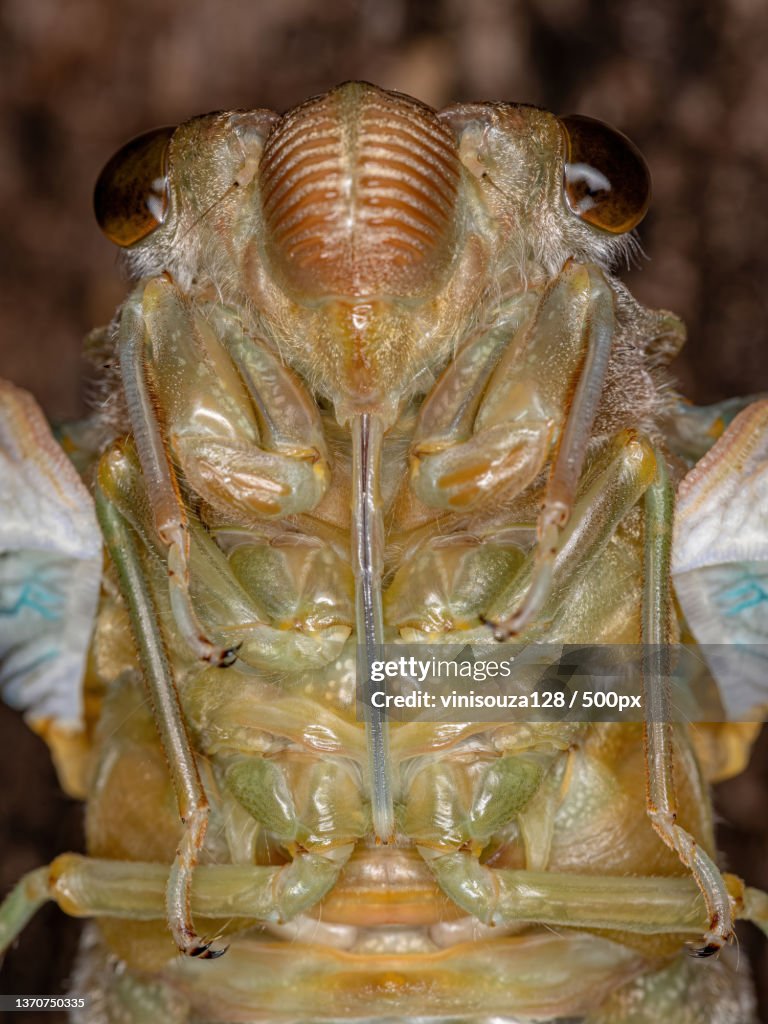 Adult Giant Cicada,Close-up of frog on leaf