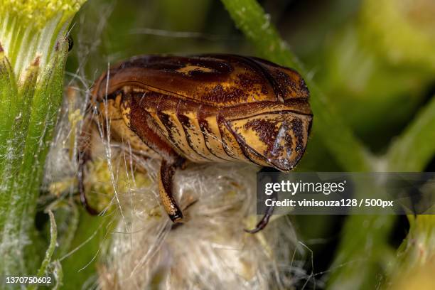 adult flower scarab,close-up of insect on plant - cetoniinae stock pictures, royalty-free photos & images