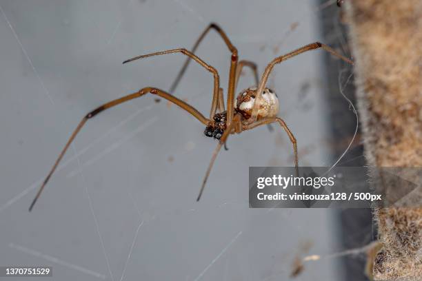 male brown widow,close-up of spider on web - brown recluse spider ストックフォトと画像