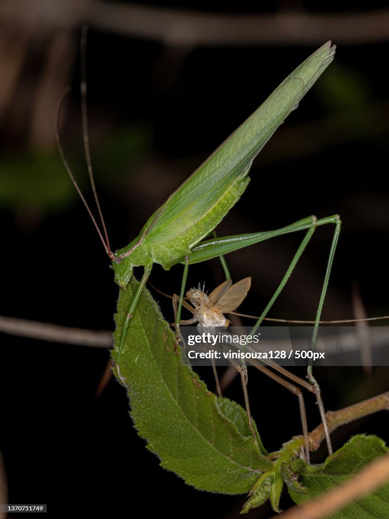 Adult Phaneropterine Katydid,Close-up of insect on plant