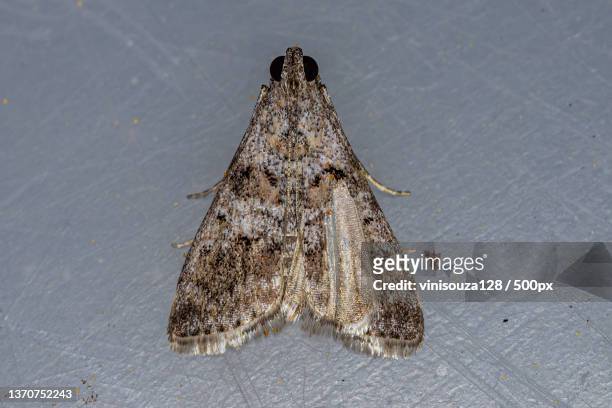 adult pyralid snout moth,high angle view of insect on wood - pyralid moth stockfoto's en -beelden
