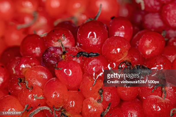small adult rove beetle,close-up of wet cherries - asnillo fotografías e imágenes de stock