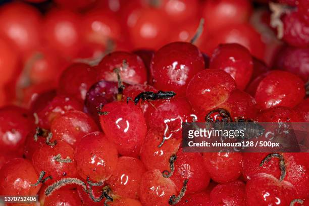small adult rove beetle,close-up of strawberries - asnillo fotografías e imágenes de stock