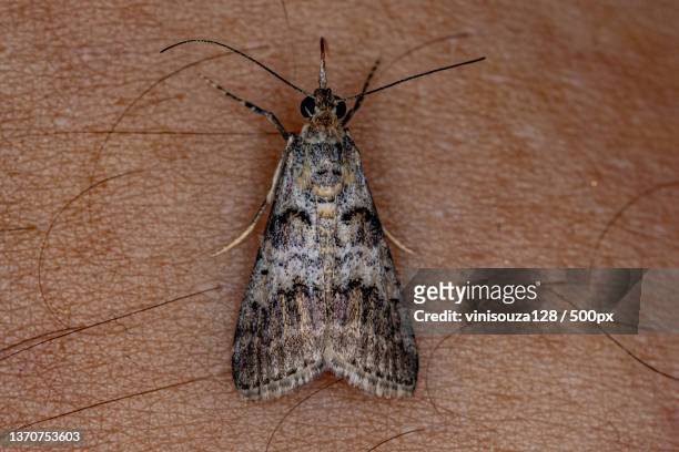 adult pyralid snout moth,close-up of insect on wood - pyralid moth stockfoto's en -beelden