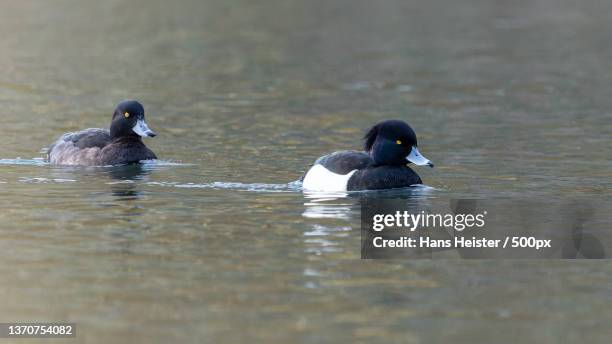 reiher enten paar,close-up of ducks swimming on lake,germany - aythyinae stock pictures, royalty-free photos & images