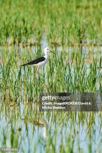 black-winged stilt (himantopus himantopus), in a rice field, ebro deltre, catalonia, spain - delta ebro fotografías e imágenes de stock