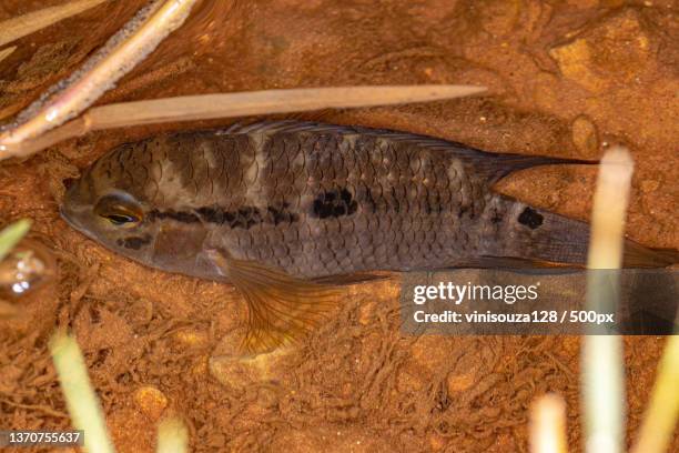 small cichlid fish,high angle view of fish in container - cichlasoma stock pictures, royalty-free photos & images