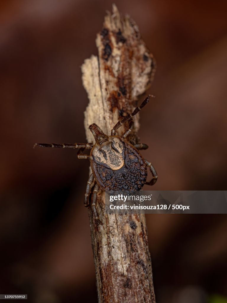 Female Adult Cayenne Tick,Close-up of insect on wood
