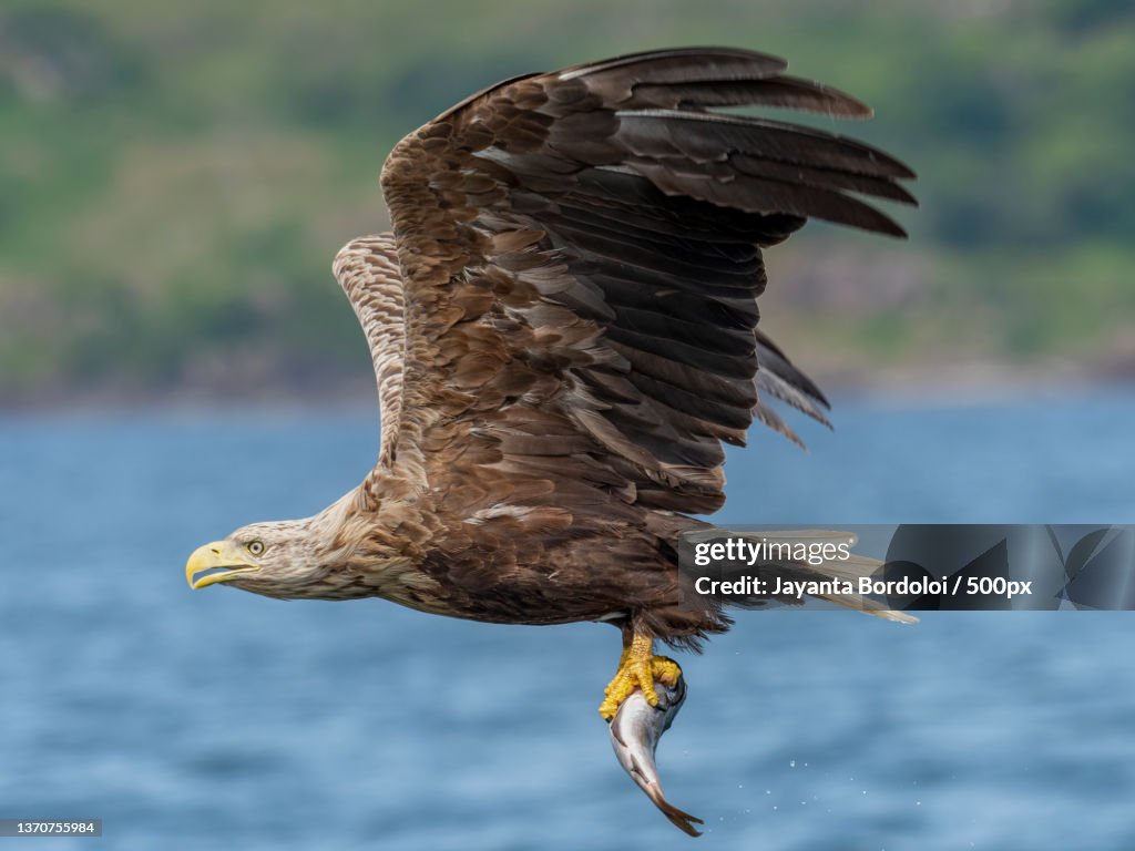 Close encounter with the special one,Isle of Mull,United Kingdom,UK