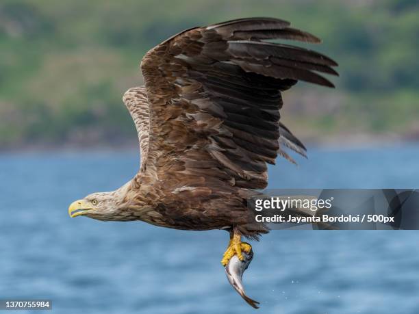 close encounter with the special one,isle of mull,united kingdom,uk - white tailed eagle stock pictures, royalty-free photos & images