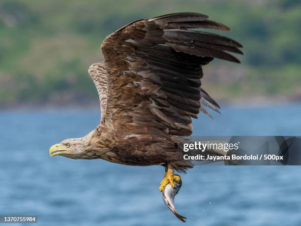 close encounter with the special one,isle of mull,united kingdom,uk - 白尾鷹 海雕 個照片及圖片檔