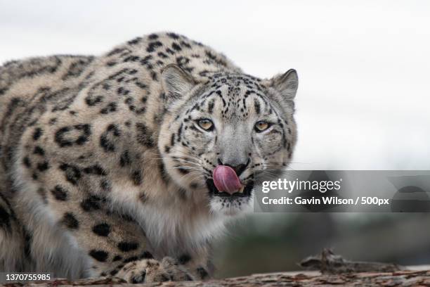 3,144 Images Of Snow Leopards Stock Photos, High-Res Pictures, and ...