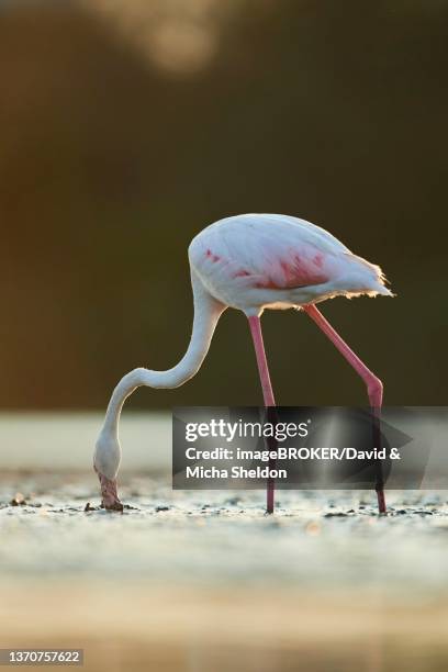 greater flamingo (phoenicopterus roseus), walking in the water at sunset, parc naturel regional de camargue, france - greater flamingo stock pictures, royalty-free photos & images