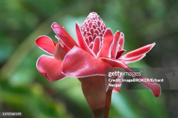 torch ginger (etlingera elatior), mahe, seychelles - bastão do imperador imagens e fotografias de stock