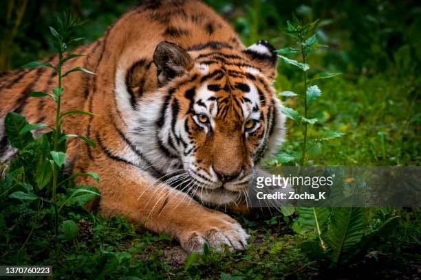tiger getting ready to jump - indian tigers stock pictures, royalty-free photos & images