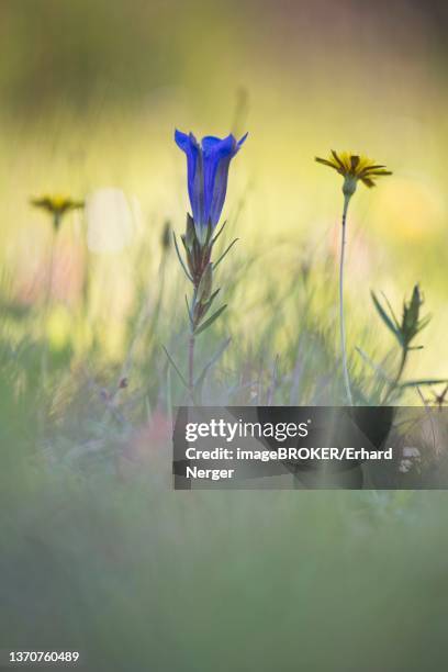 marsh gentian (gentiana pneumonanthe), emsland, lower saxony, germany - herbstenzian stock-fotos und bilder