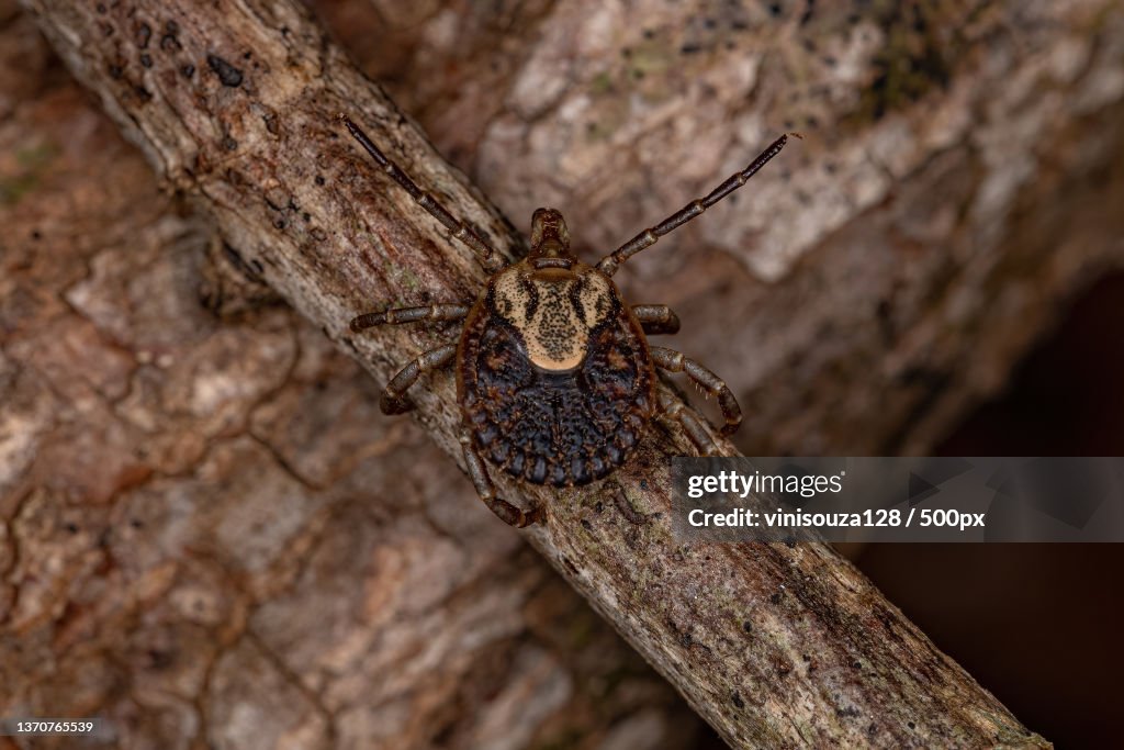 Female Adult Cayenne Tick,Close-up of spider on tree trunk