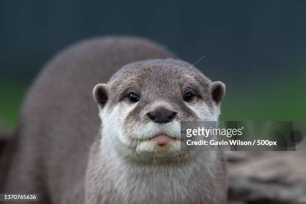 close-up portrait of meerkat - cute otter stock pictures, royalty-free photos & images